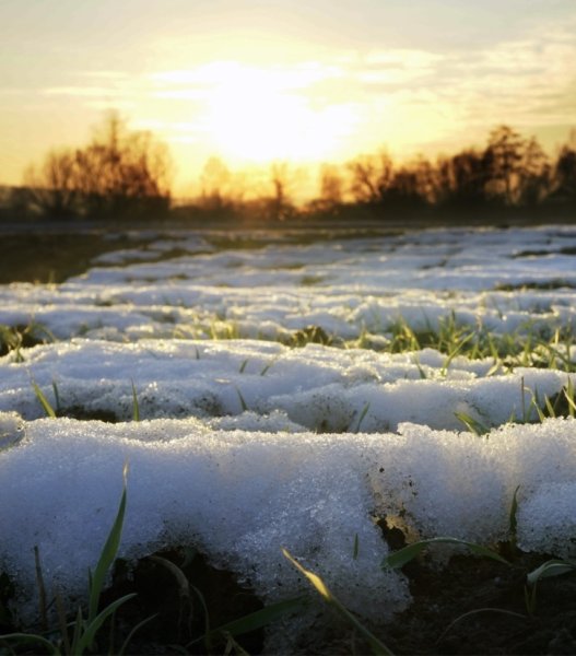 Весна Верба