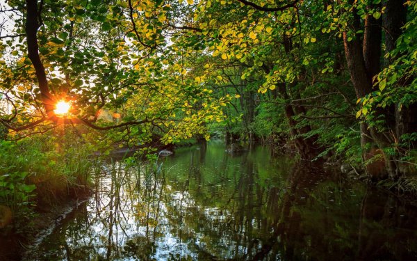 Река солнце деревья