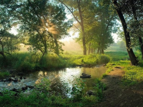 Лес река солнце
