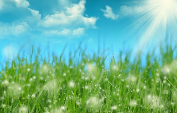 Фон для презентации трава