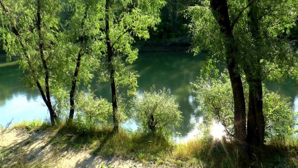 Лес ручей солнце