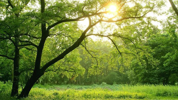 Природа зелень