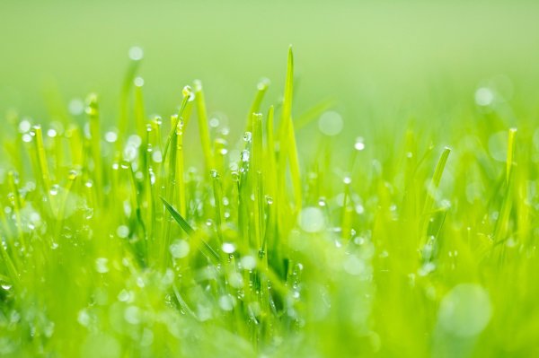 Дерево зеленое