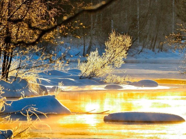 Весна солнце деревья