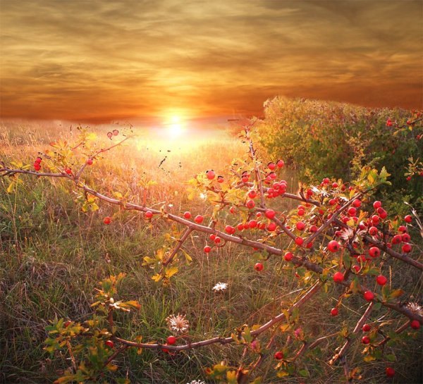 Ромашковое поле солнце