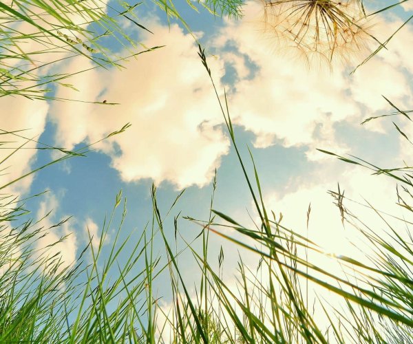 Поле вид снизу