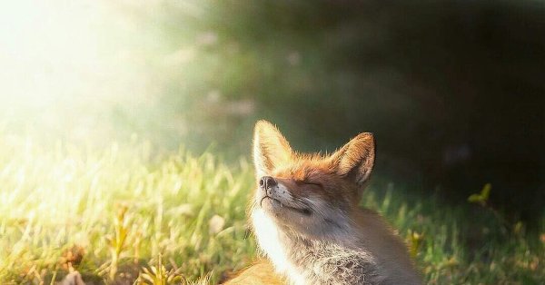 Солнечная лиса