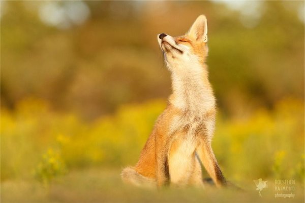 Лисичка на солнышке