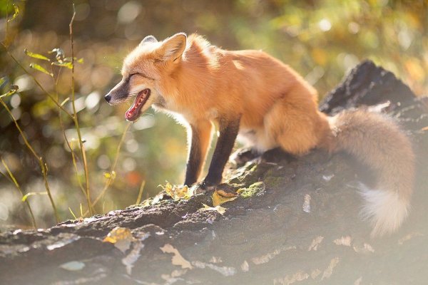 Лиса на солнышке