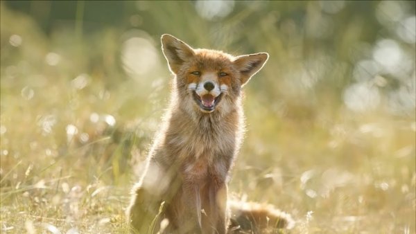 Счастливая лиса