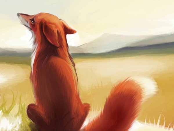 Лиса греется на солнышке