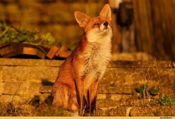 Солнечная лиса