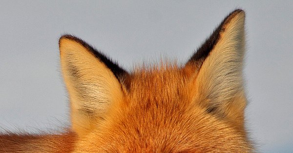 Лисичка и солнце