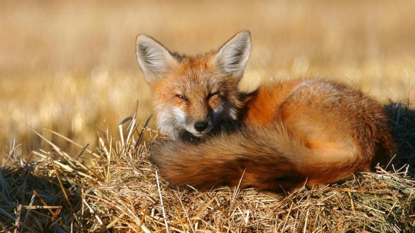 Лиса в природе