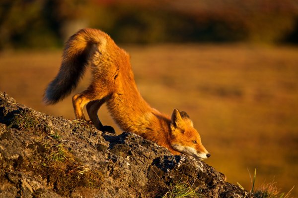 Лисенок проснулся