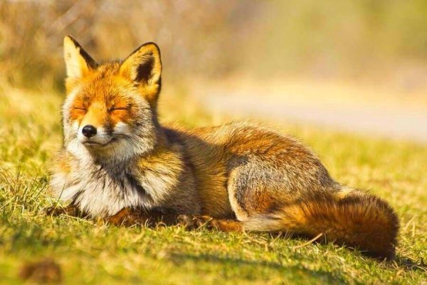 Картинки на рабочий стол лиса