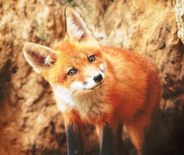 Лиса весной в лесу