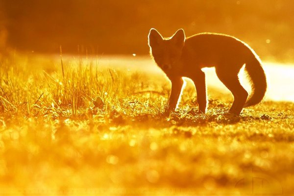 Солнечная лиса