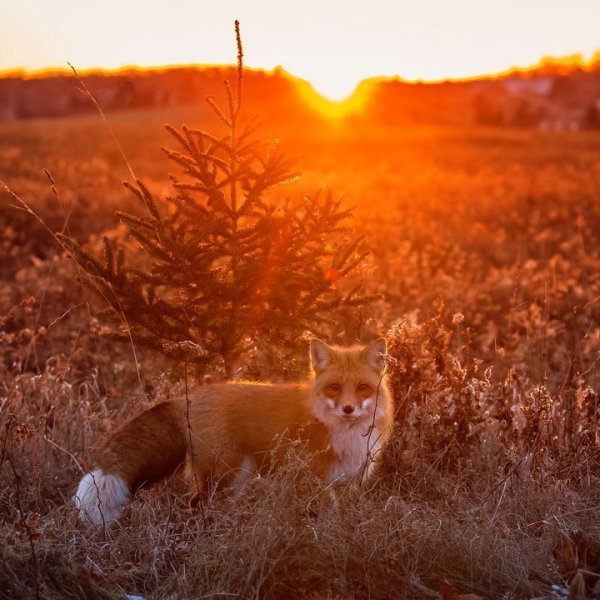 Лиса на Восходе