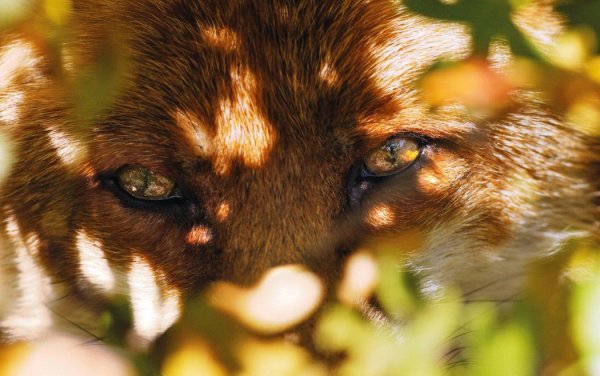 Абстрактные лисы