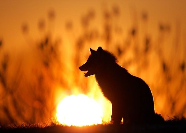 Лиса на солнце