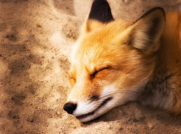 Красивая оранжевая лиса