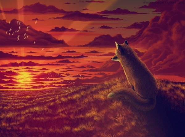 Утро природа животные