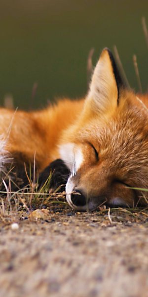 Огненная лиса