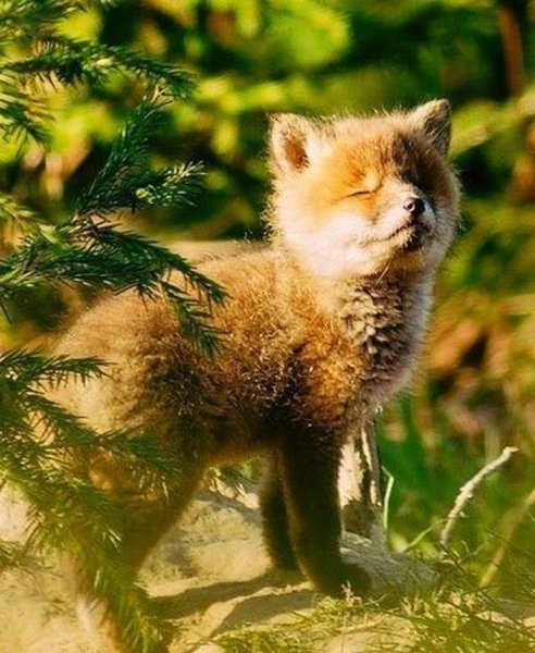 Весенняя лиса