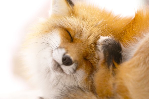 Лисенок на солнышке