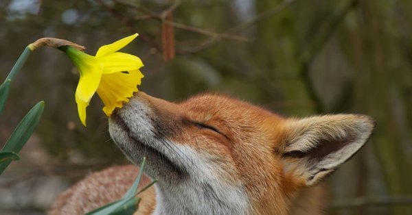 Лисенок проснулся