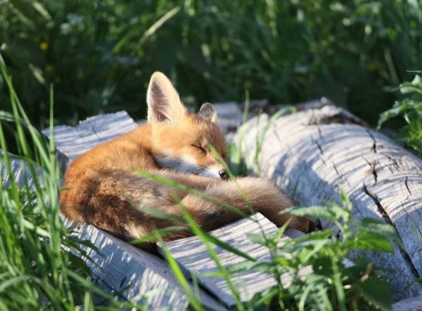 Лис на море