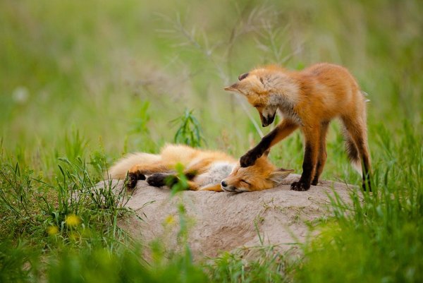 Огнёвка Вятская лиса