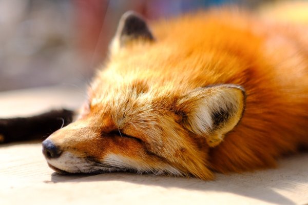 Лиса на закате