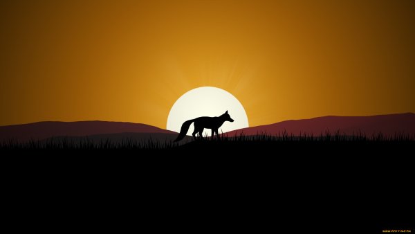 Лиса солнце снег