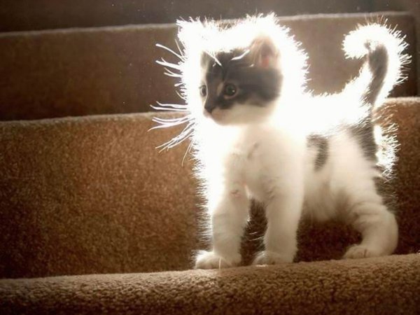 Солнечный свет