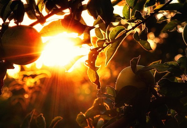 Яблоня на закате