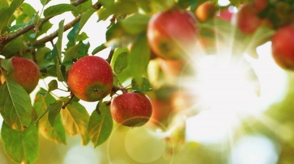 Яблоки на ветке