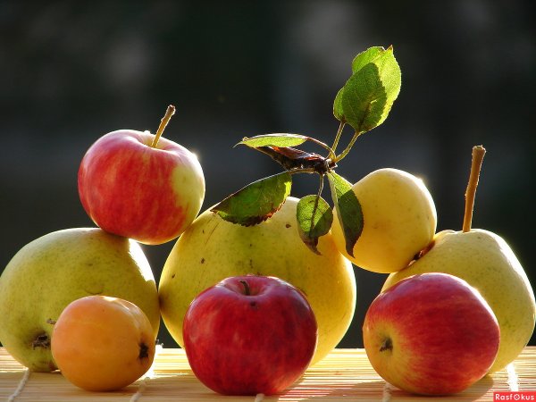 Сентябрьские яблоки