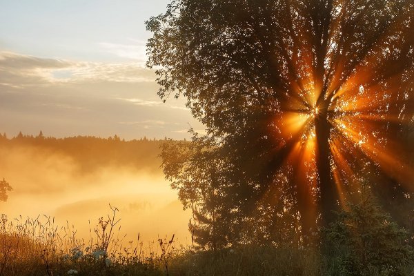 Солнечное поле