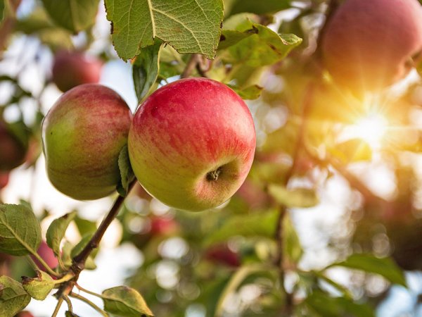 Яблоня чаровница