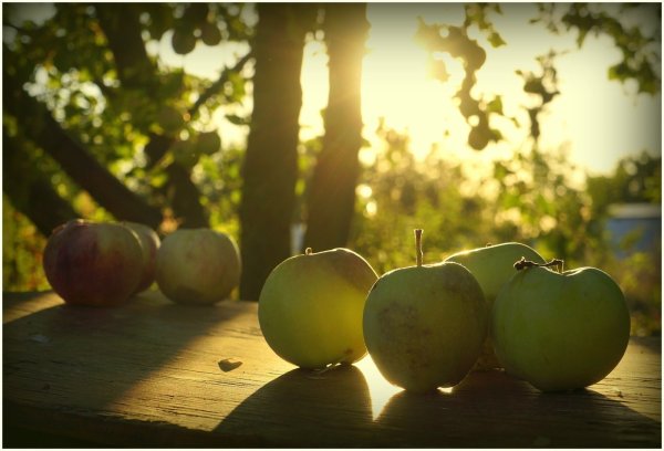 Осень яблоки