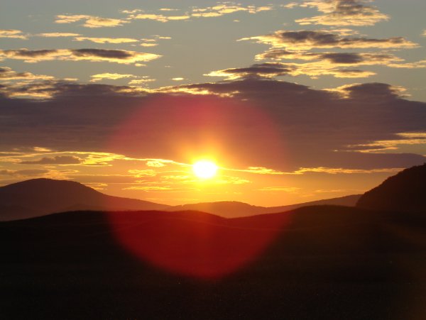 Одуванчик на рассвете