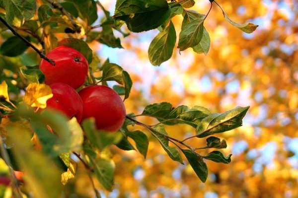 Яблоня в саду осенью