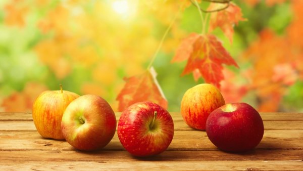 Дерево нектарина ,абрикоса