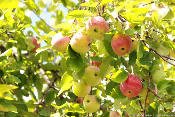 Солнечные фрукты