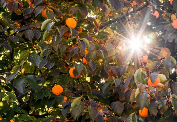 Яблоневый сад в августе