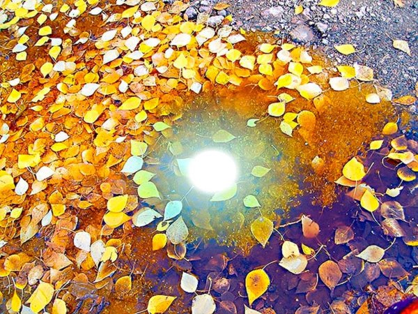 Солнце в луже