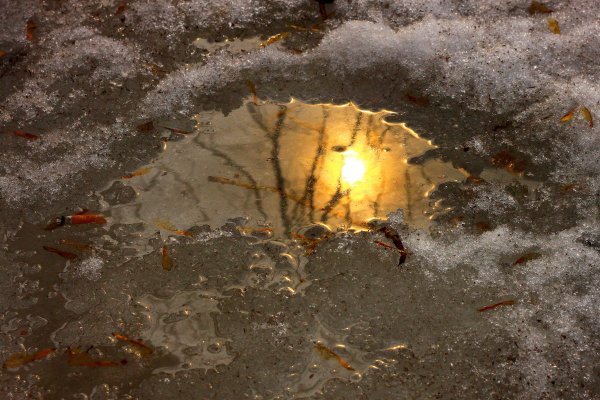 Солнце в луже