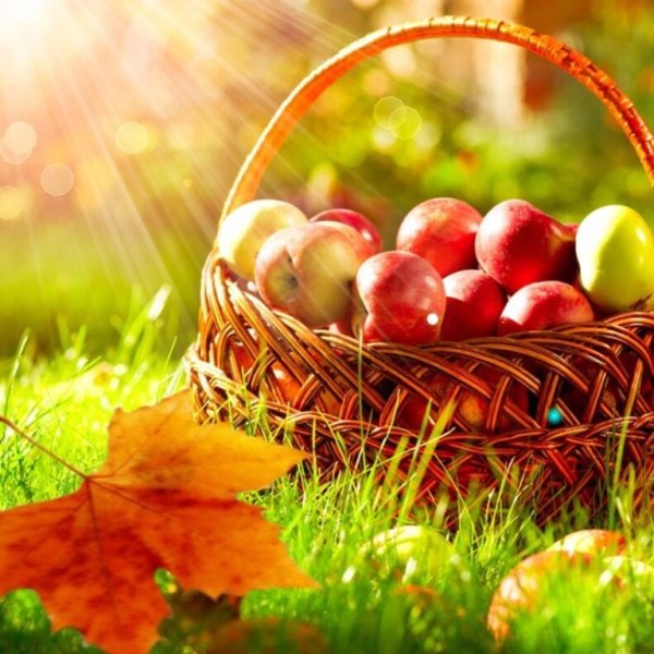 Роса на ягодах